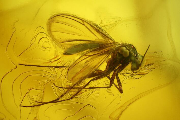 Detailed Fossil Fly (Diptera) In Baltic Amber #200070